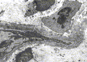 debagge-figure05