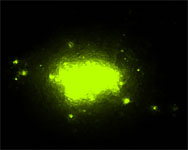 Co-culture 3D Sphere_fibroblasts