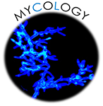 Homepage-Bild-Mycology-v2