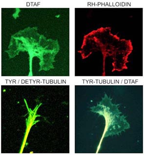 neurobiochemie_bild1.jpg