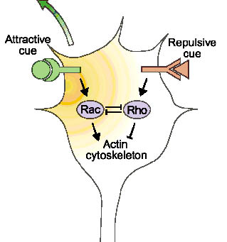 neurobiochemie_bild2.jpg