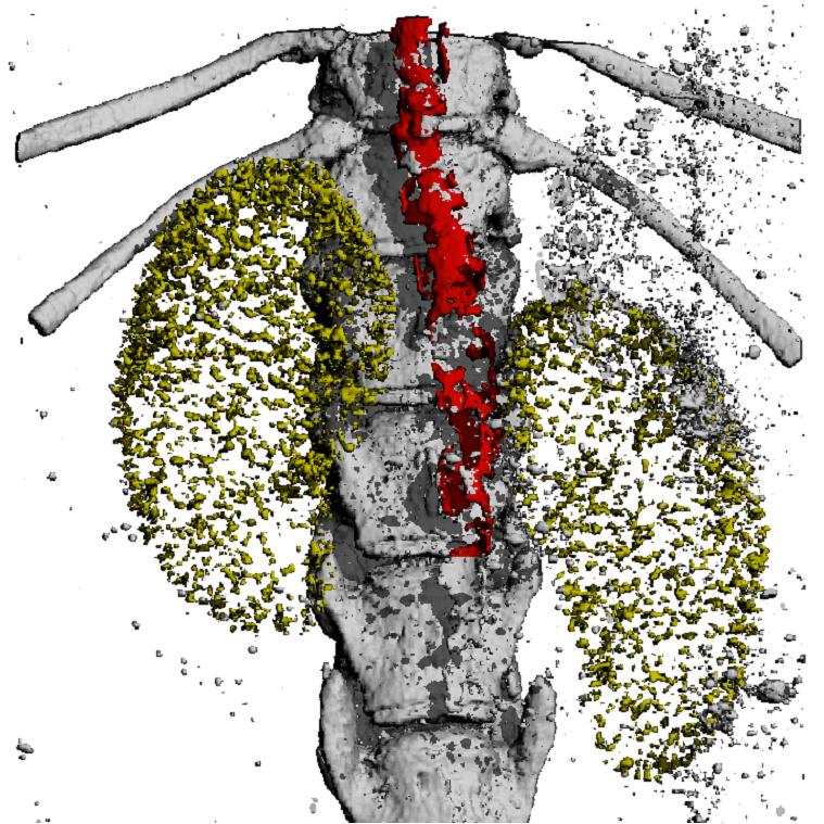 MicroCT_03.jpg