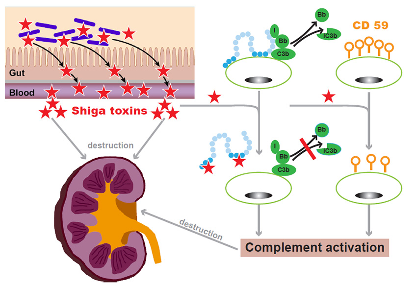 Grafik_ShigaToxin_Orth-Hoeller