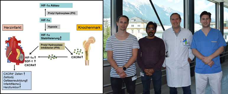 Die Innsbrucker ForscherInnen Andreas Wimmer, Santhosh Kumar Ghadge, Marc-Michael-Zaruba, Moritz Messner (v.l.n.r.) haben kürzlich neue Erkenntnisse zu einer möglichen Therapie nach Herzinfarkt publiziert.