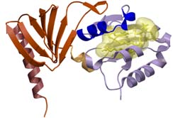 Structure of a lipid binding module of the neurofibromatosis type 1 protein. Foto: K. Scheffzek.