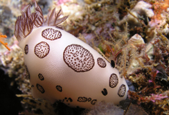 Die Trauersternschnecke (Jorunna funebris) ist ein Beispiel für einen Meeresorganismus, der für die Medikamentensuche interessant ist. (Bild: PharmaMar)