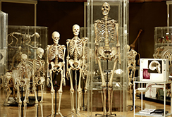 Unikate  Anatomische Besonderheiten