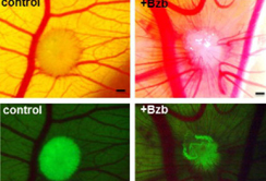 Schalenloses Hühnerei für die Myelom-Forschung