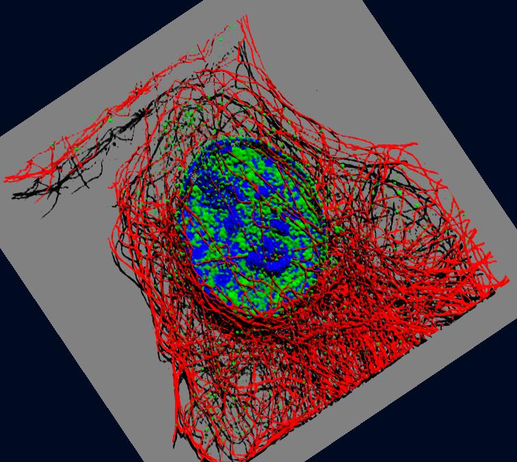 tubulin/nup358/dapi 3D surface
