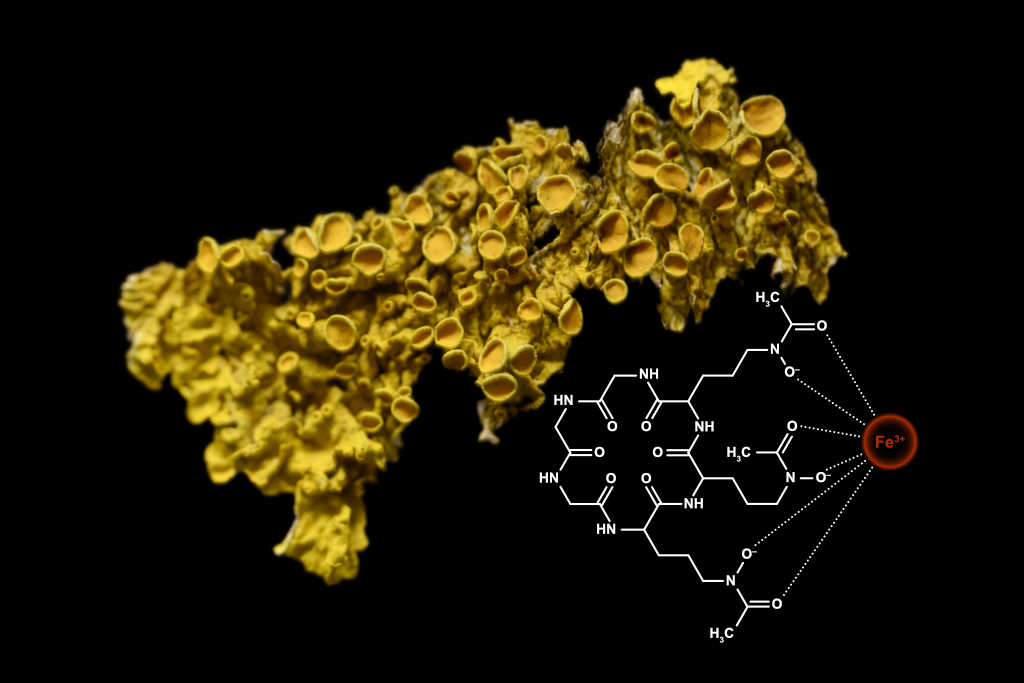 Mehr als Eisenfänger: Pilz-Siderophore versorgen in Flechten den Partner