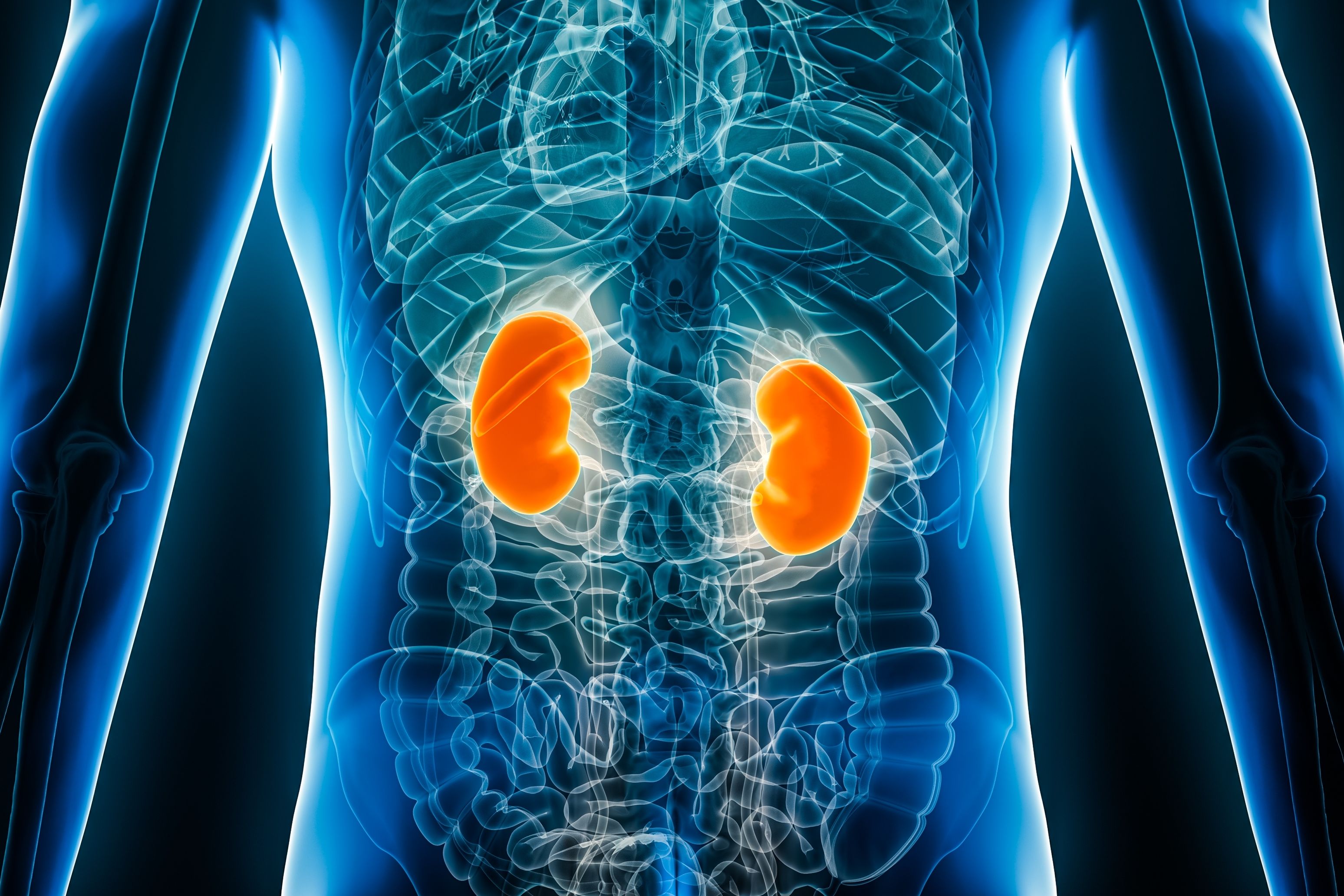 "Transparentes Körper von Brust bis Bauch, bei dem die Nieren rot eingefärbt sind.(c) 2023 MattL_Images\/Shutterstock"