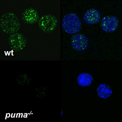 stammzellen_PUMA_schutz_small.jpg stammzellen_PUMA_schutz_small.jpg