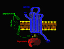 pepducin_chemokin_presse_small