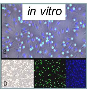 Research-in-vitro