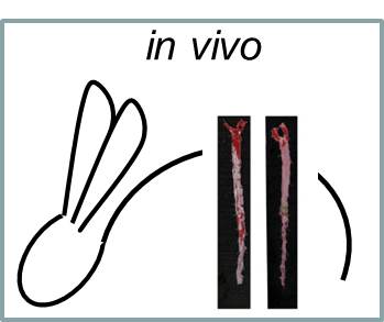 Research-in-vivo