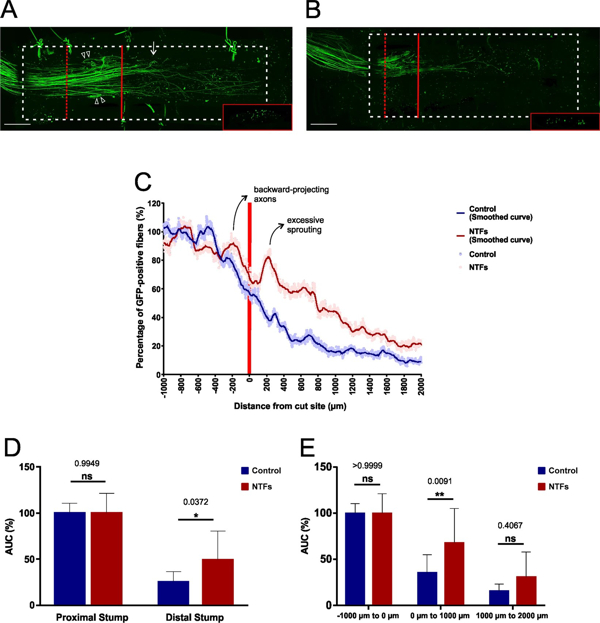 Documenting the growth-promoting effect of neurotrophic factors during early-stage axonal regeneration within conduits.