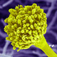 Infectous Diseases